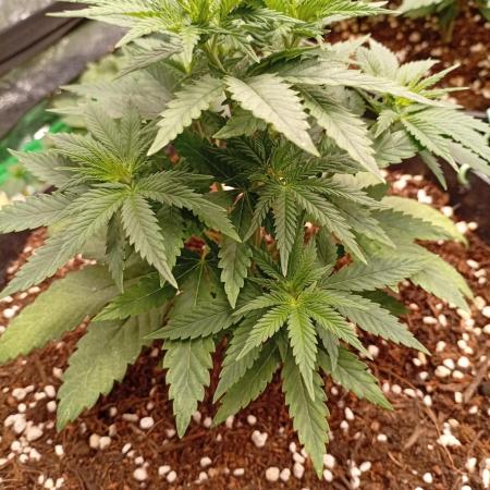 AN hnojky complet řada