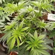 Permanent Marker v bunkru