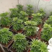 Permanent Marker v bunkru