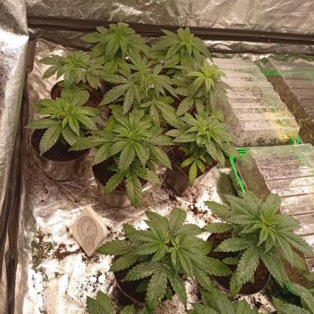 AN fullgrow