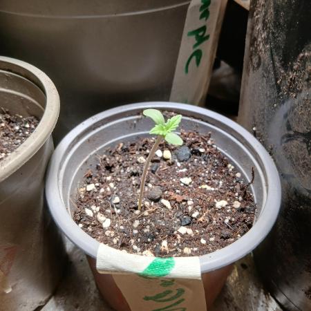 Purple Indoor From Seed