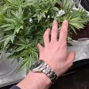 Girl scout cookies auto