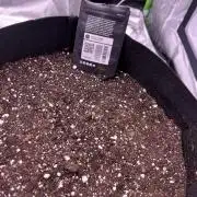 Ever First Grow