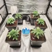 Koutasmannn First G.D.