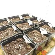 Koutasmannn First G.D.