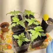 Koutasmannn First G.D.