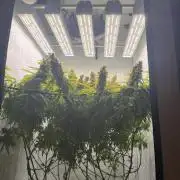 "Neviles Haze, or how I wanted sativa”