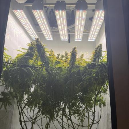 "Neviles Haze, or how I wanted sativa”