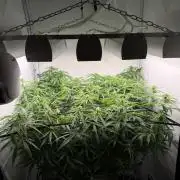 "Neviles Haze, or how I wanted sativa”