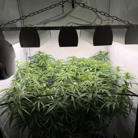 "Neviles Haze, or how I wanted sativa”