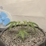 "Neviles Haze, or how I wanted sativa”