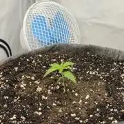 "Neviles Haze, or how I wanted sativa”