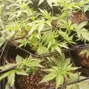 Mimosa x Orange Punch