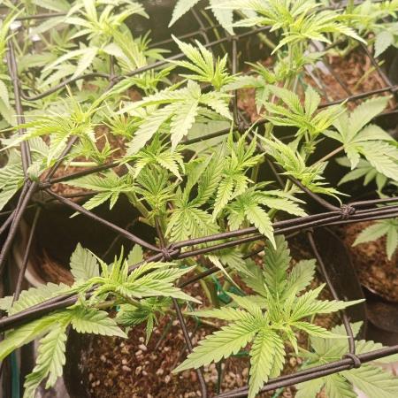 Mimosa x Orange Punch