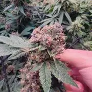 Purple Afghan
