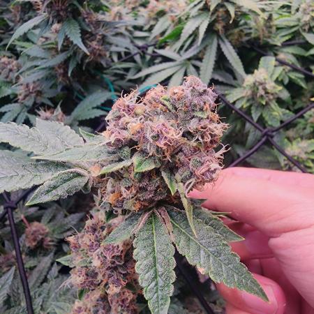 Purple Afghan