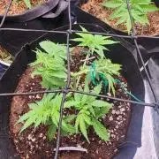 Mimosa x Orange Punch