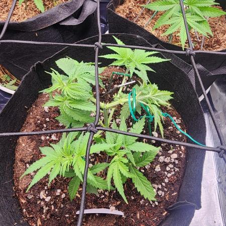 Mimosa x Orange Punch