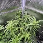 Blue Dream