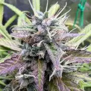TROPICANA COOKIES