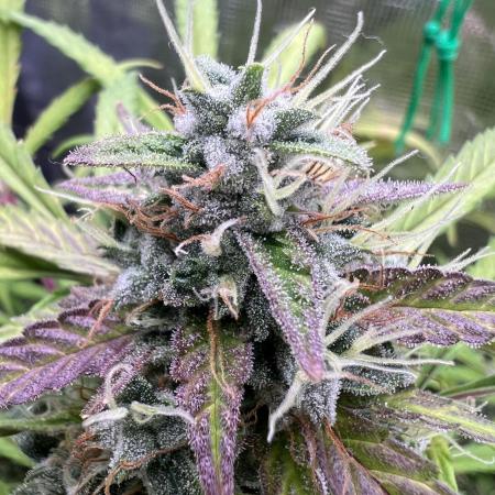 TROPICANA COOKIES