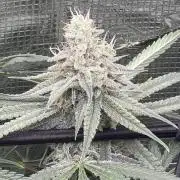 Blue Dream