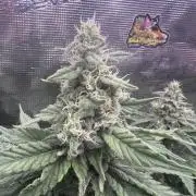 Sour Diesel