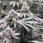 OG KUSH