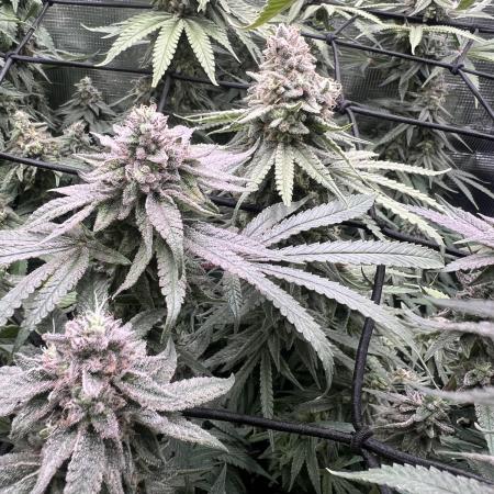 OG KUSH