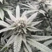 OG KUSH