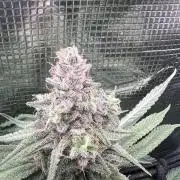Blue Dream