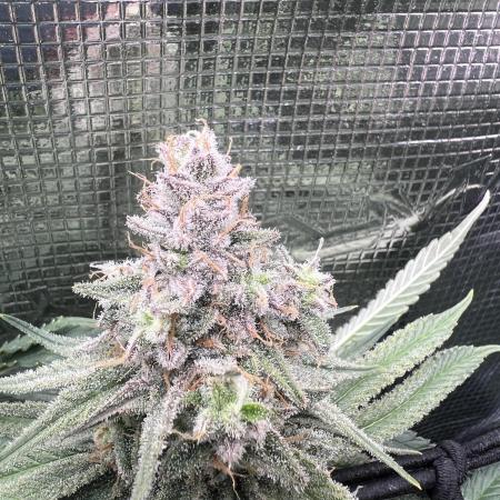 Blue Dream