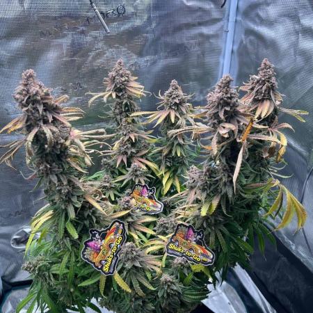 Blue Dream