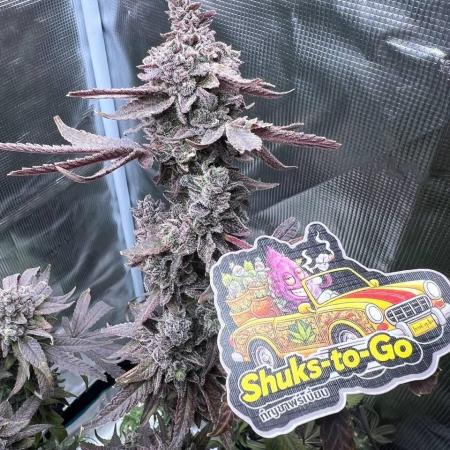 OG KUSH