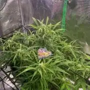 TROPICANA COOKIES