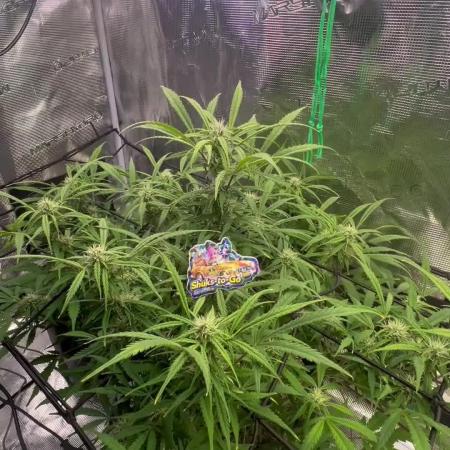 TROPICANA COOKIES