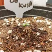 OG KUSH