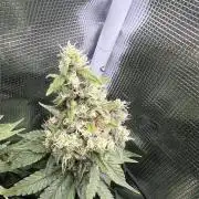 Sour Diesel