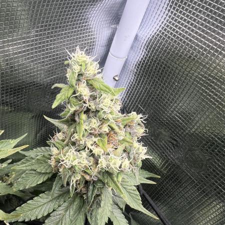 Sour Diesel