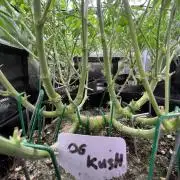 OG KUSH