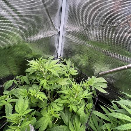 Sour Diesel