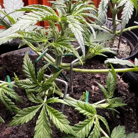 TROPICANA COOKIES