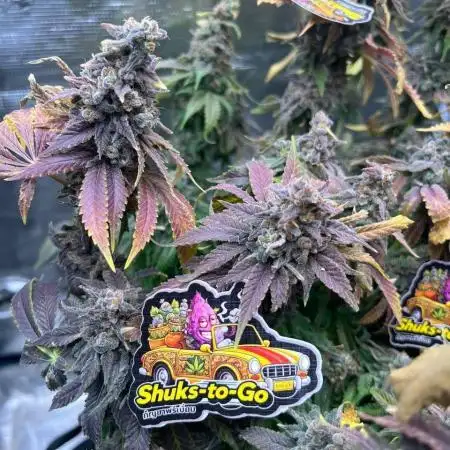 Sour Diesel