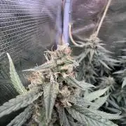 Apple Fritter