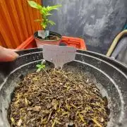 Mimosa x Orange Punch