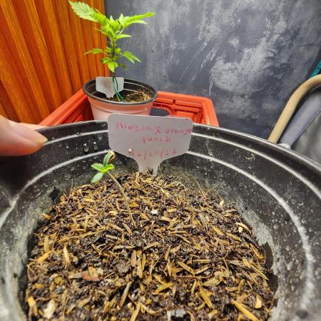 Mimosa x Orange Punch