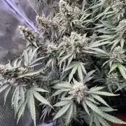 Mimosa x Orange Punch