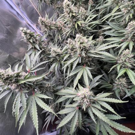 Mimosa x Orange Punch