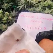 Mimosa x Orange Punch