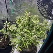 TROPICANA COOKIES